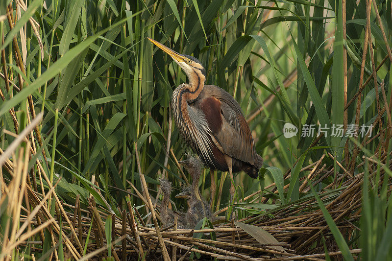 紫鹭与雏鸟同巢(Ardea purpurea)